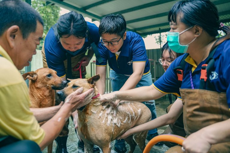 ▲程曦資訊集團志工團至流浪動物之家清掃環境。